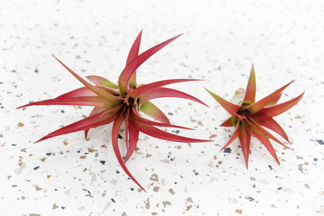 Small and Large Tillandsia Red Abdita Brachycaulos Air Plants