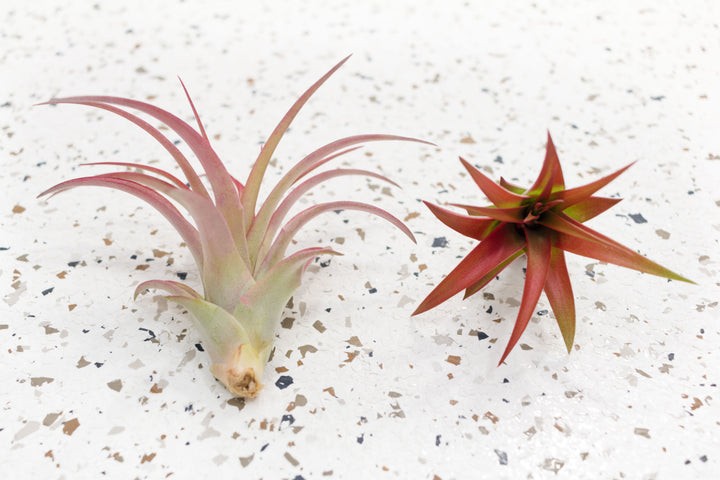 1 Small and 1 Large Tillandsia Red Abdita Brachycaulos Air Plants