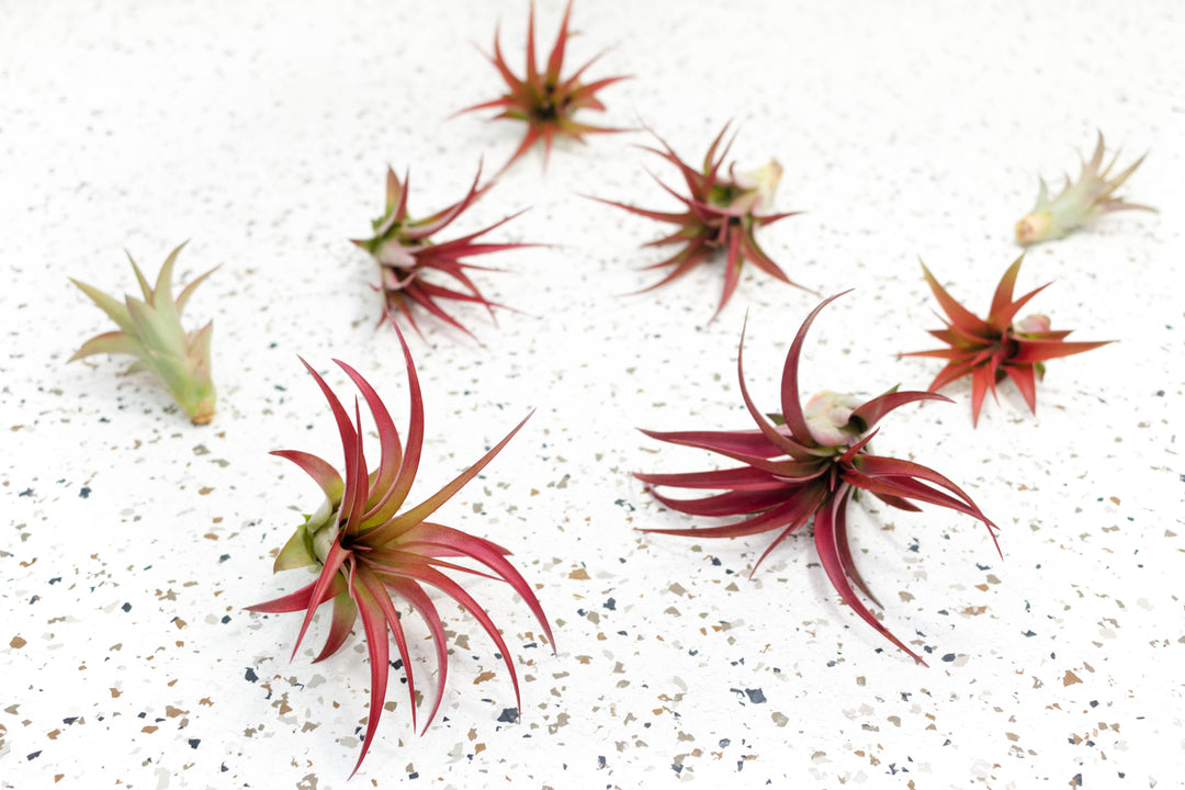 8 Tillandsia Red Abdita Brachycaulos Air Plants