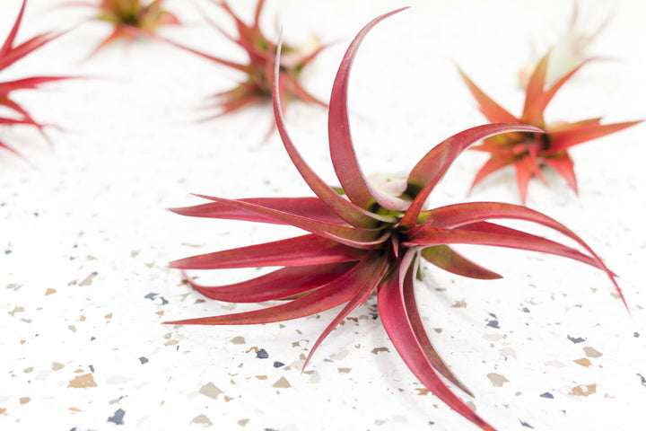 Large Tillandsia Red Abdita Brachycaulos Air Plant