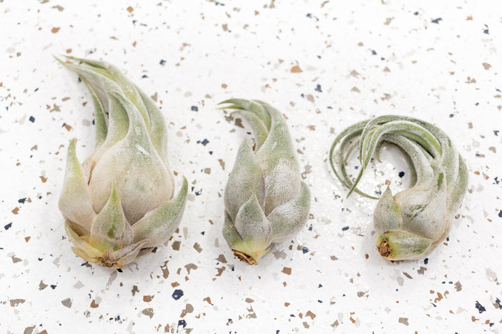 3 Tillandsia Seleriana Air Plants of Varying Sizes