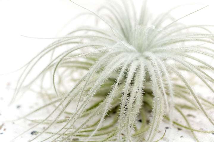 Tillandsia Tectorum Ecuador Air Plant