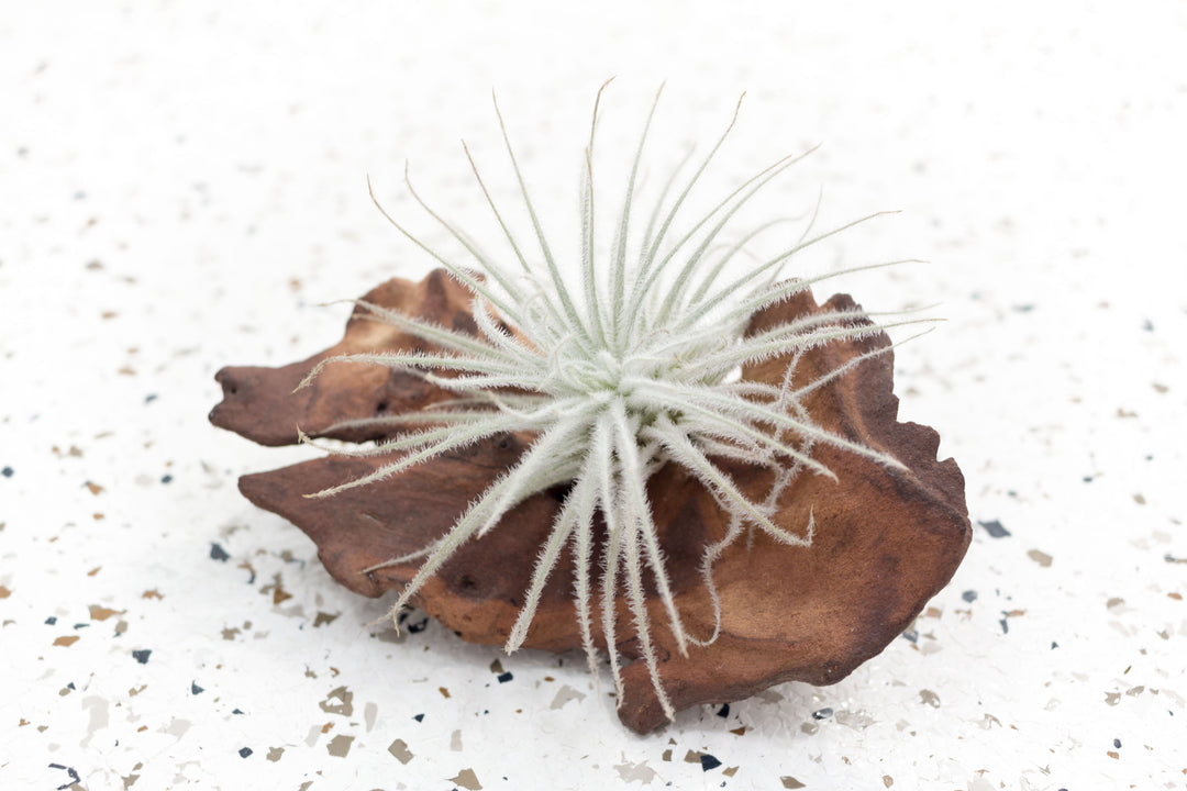 Tillandsia Tectorum Ecuador Air Plant