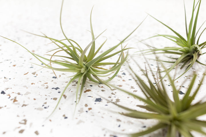 Tillandsia Sparkler Air Plant