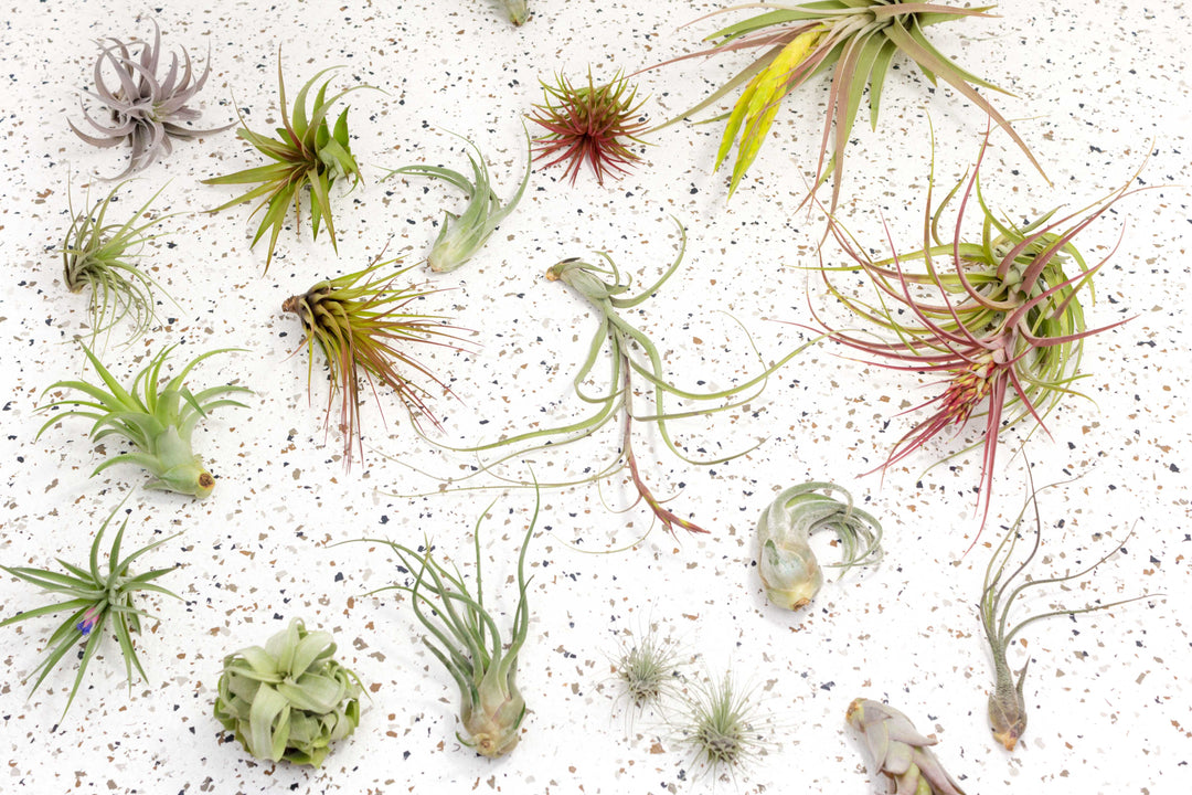 Assorted Tillandsia Air Plants