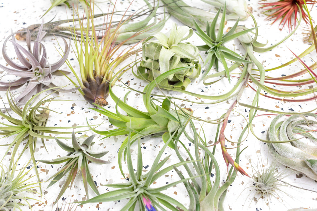 Assorted Tillandsia Air Plants