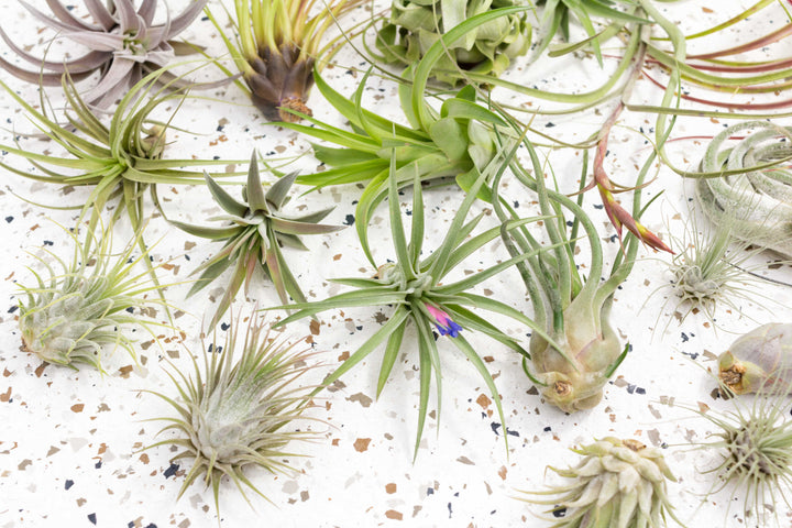 Assorted Tillandsia Air Plants