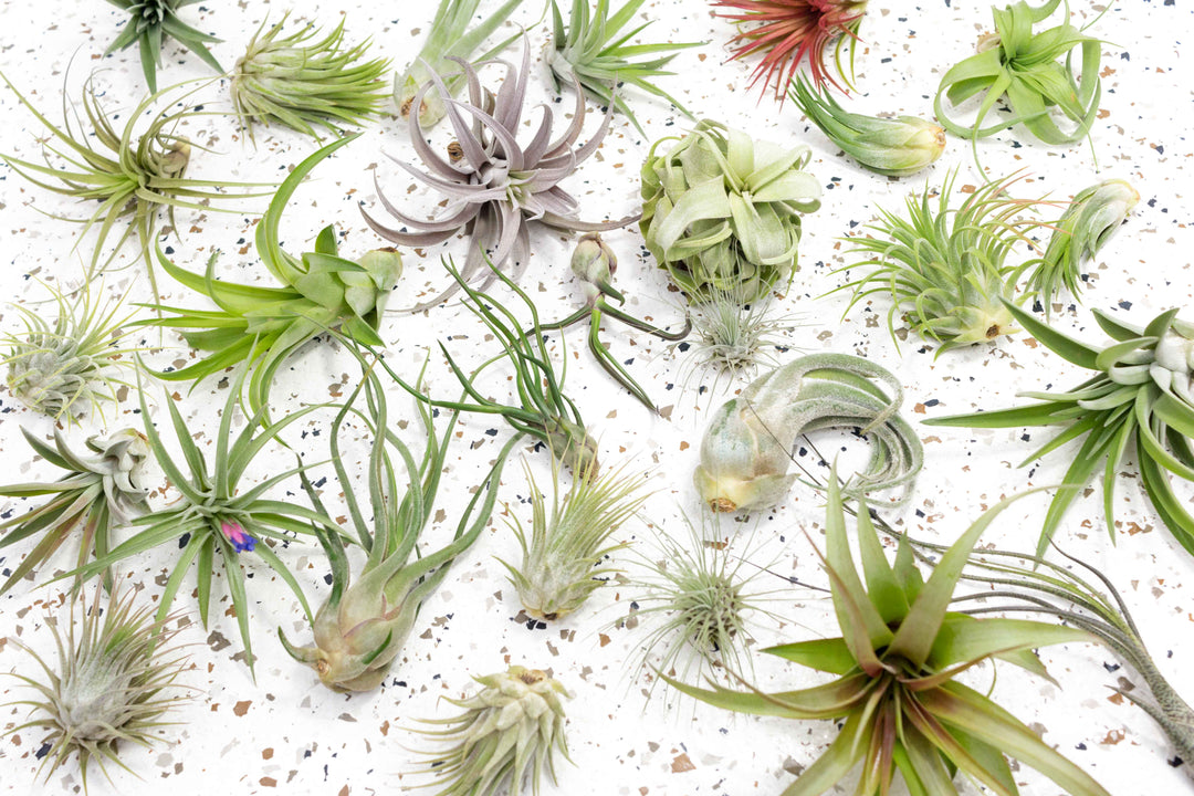 Assorted Tillandsia Air Plants