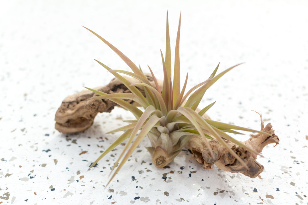 Pink Blushing Tillandsia Velutina Brachycaulos Air Plant