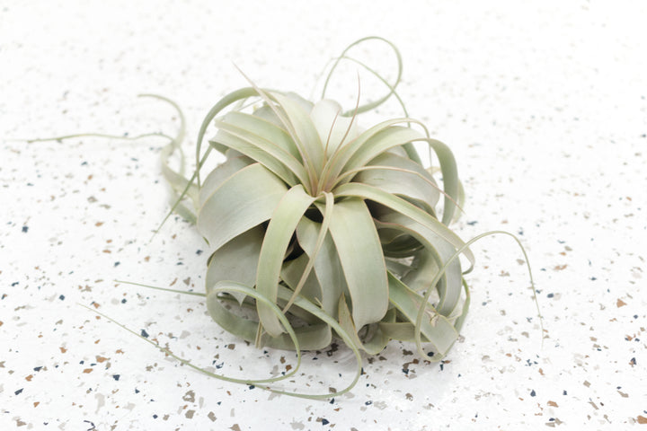 Small Tillandsia Xerographica Air Plant