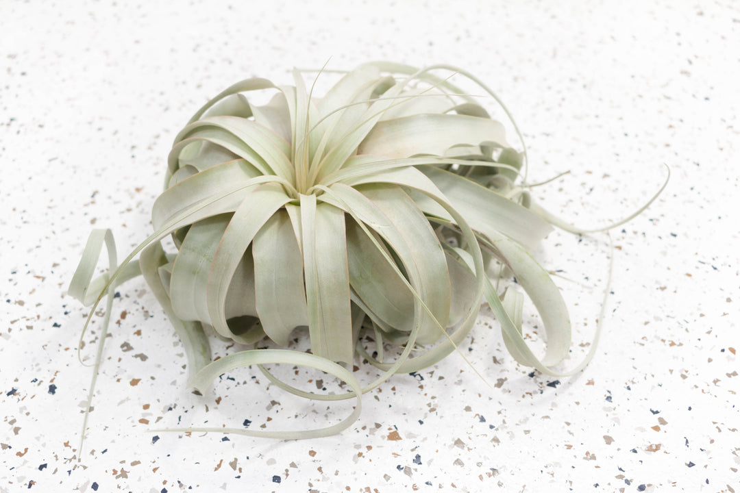 Tillandsia Xerographica Air Plant