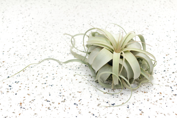 1 Small Tillandsia Xerographica Air Plant