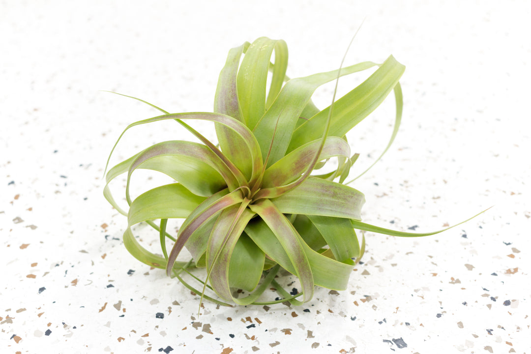 Tillandsia Streptophylla Hybrid Air Plant