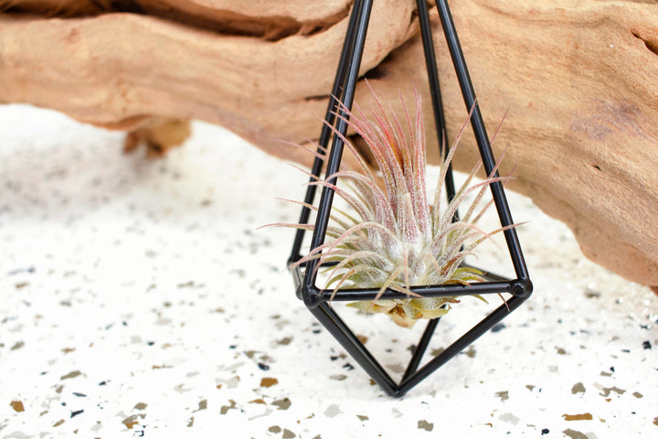 Hanging Metal Pendant with Blushing Tillandsia Ionantha Guatemala