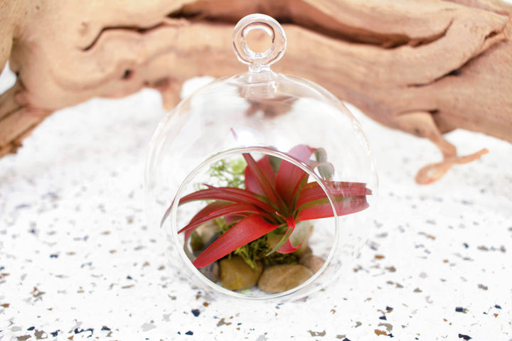 Flat Bottom Glass Terrarium with Tillandsia Red Abdita Air Plant, Rock and Moss Kit