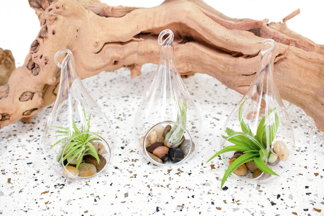 3 Glass Teardrop Terrariums with Flat Bottoms and Hook for Hanging with Assorted TIllandsia Air Plants and Stones