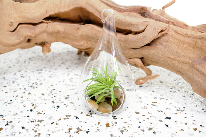 Glass Teardrop Terrarium with Flat Bottom and Hook for Hanging with Tillandsia Ionantha Guatemala and Stones