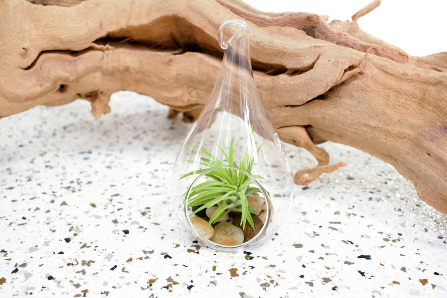Glass Teardrop Terrarium with Flat Bottom and Hook for hanging with Tillandsia Ionantha Guatemala and Stones