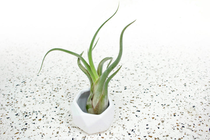 White Geometric Ceramic Container with Tillandsia Caput Medusae Air Plant