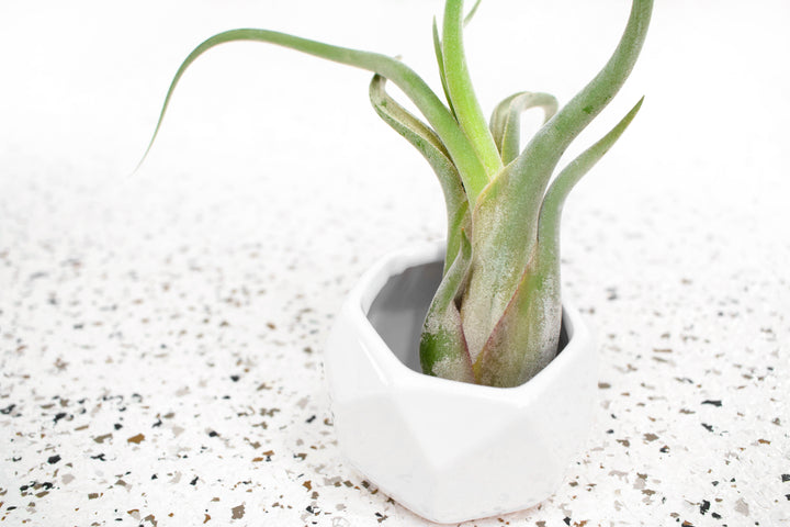 White Geometric Ceramic Container with Tillandsia Caput Medusae Air Plant